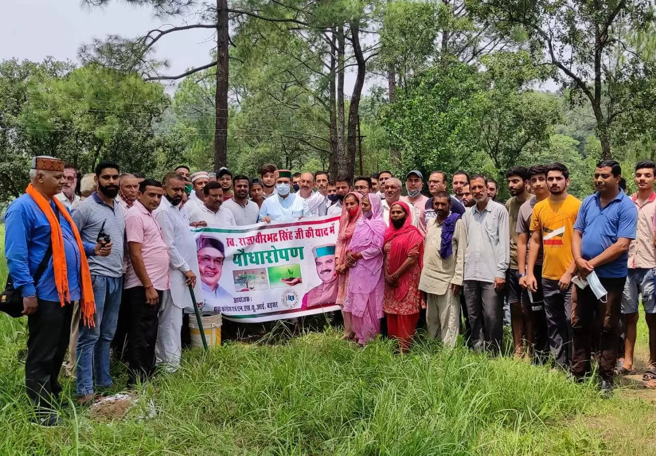 युवा कांग्रेस और एनएसयूआई ने वीरभद्र सिंह की याद में किया पौधरोपण