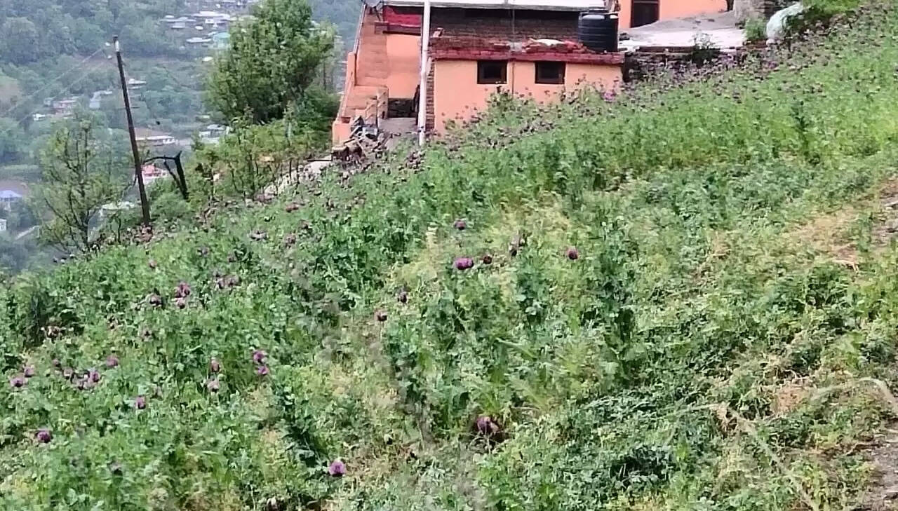 हिमाचल के इस क्षेत्र में सेब के बगीचे में हो रही अफीम की खेती, 3991 पौधे बरामद