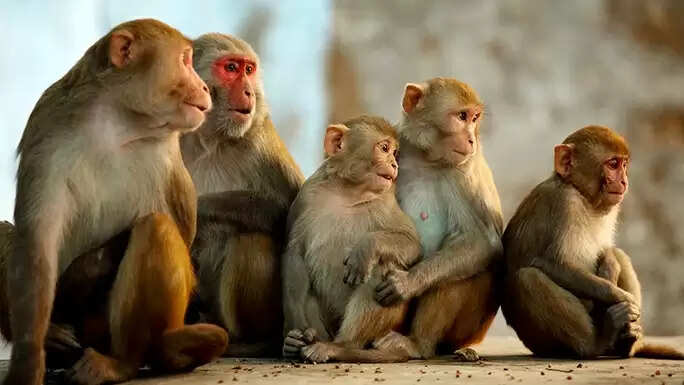 हिमाचल में RHESUS MACAQUE बंदर हिंसक जानवर घोषित, मार सकेंगे