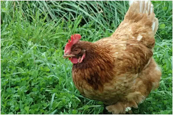 Licious Commits to Chicken Welfare while Global QSRs Still Lag in India