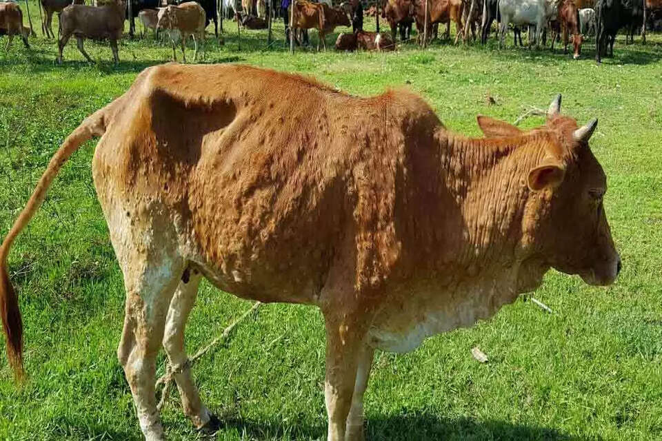 लंपी चमड़ी रोग