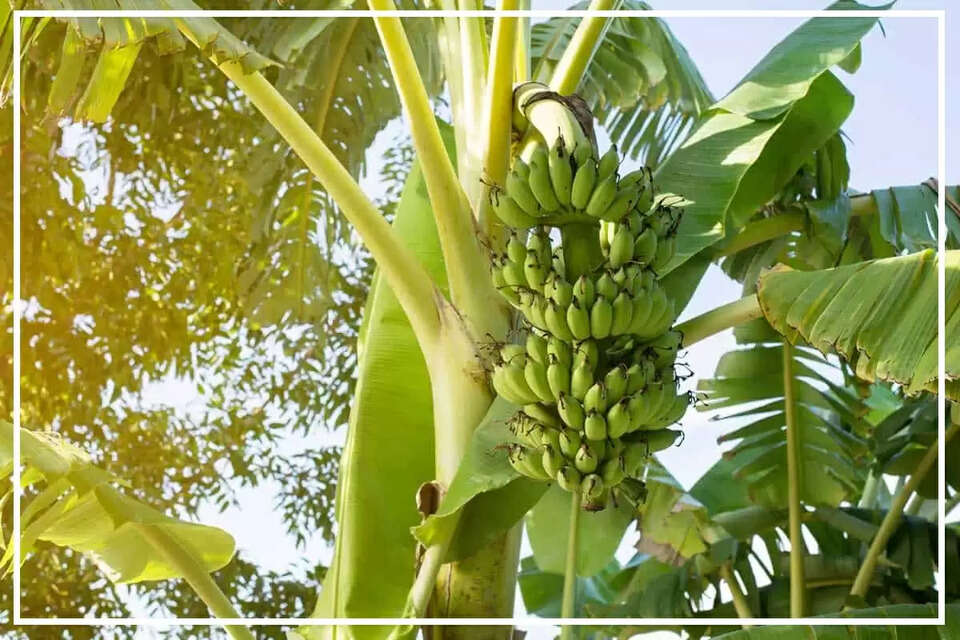 मालमा पर्यटन नगरी धर्मशाला (Dharamshala) का है। केले के पेड़ (Banana Tree) के चोरी होने के संबंध में पुलिस को शिकायत भी की, लेकिन कोई कार्रवाई नहीं हुई। 