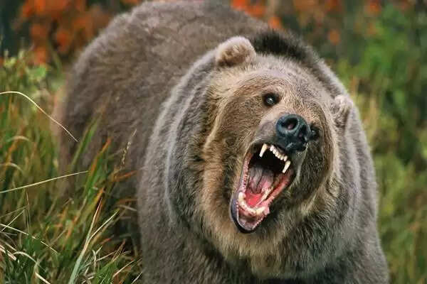 Bear attack
