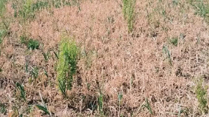 हिमाचल सूखे की स्थिति।