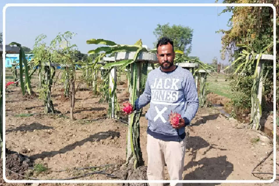 मुश्ताक ने अंब के आदर्श नगर में ड्रैगन फ्रूट (Dragon Fruit farming) के पौधे उगाकर इस वर्ष डेढ़ क्विंटल से अधिक पैदावार ली है। इससे उन्हें काफी लाभ मिला है।