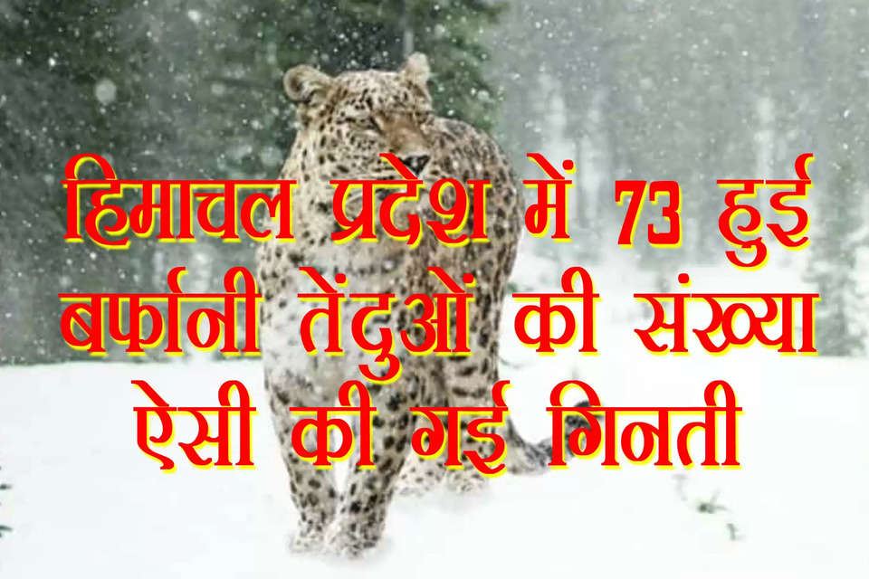 पहाड़ी राज्य हिमाचल प्रदेश (Himachal Pradesh) में बर्फानी तेंदुओं (Snow Leopards) की संख्या 73 के करीब हो गई है। हिमाचल प्रदेश में (Snow Leopards in Himachal Pradesh) और उनका शिकार बनने वाले जानवरों को लेकर अध्ययन किया गया। राज्य के वन विभाग (Himachal Forest Department ) ने एक एनजीओ (NGO) के साथ मिलकर बर्फानी तेदुओं के आंकड़े जुटाए हैं। अनुमान है कि हिमाचल में 52 से लेकर 73 तक बर्फानी तेंदुए हो सकते हैं।