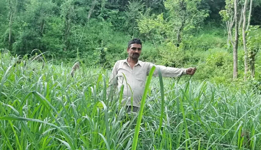 कांगड़ा के 10वीं पास ओम प्रकाश ने बंजर जमीन पर उगाया सोना