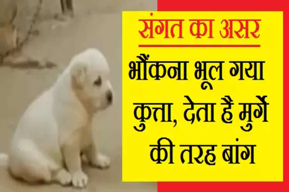 वीडियो में आप एक छोटे से कुत्ते को देख सकते हैं, जो भौंकने की जगह बांग लगा रहा है। बैकग्राउंड से पहले मुर्गे के बांग लगाने की आवाज आती है, उसे सुनकर कुत्ता भी बांग लगाना शुरु कर देता है।