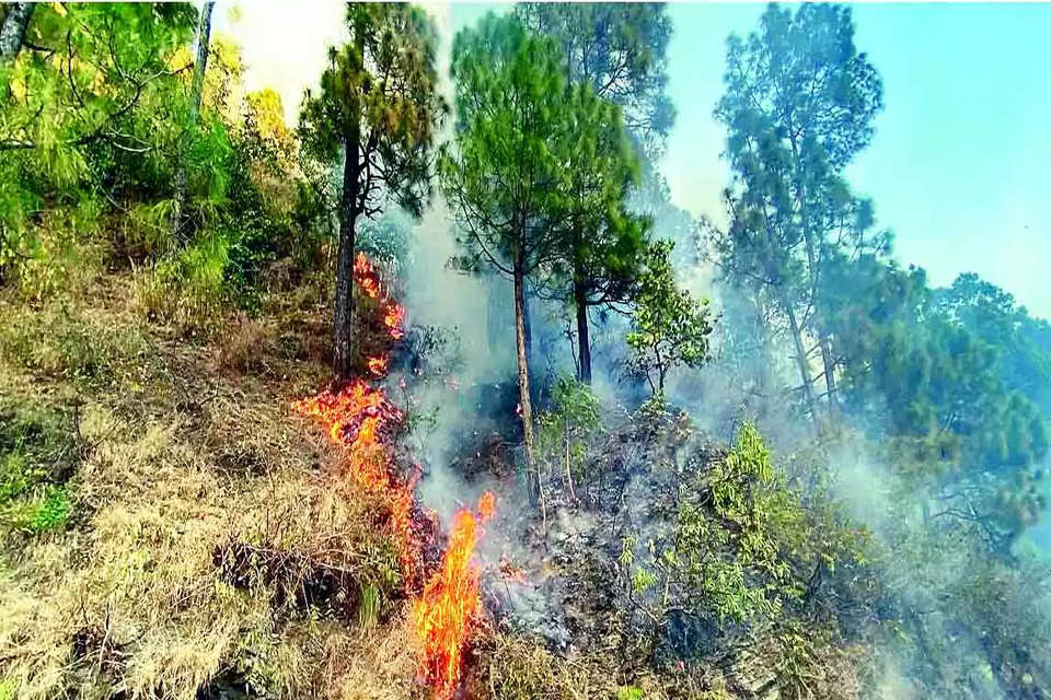 fire in forest 