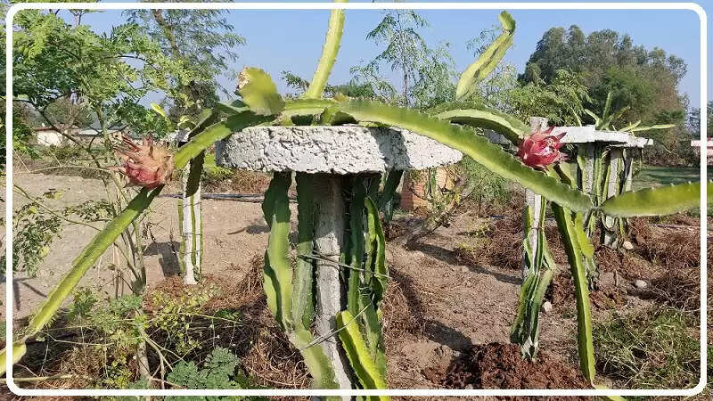 मुश्ताक ने अंब के आदर्श नगर में ड्रैगन फ्रूट (Dragon Fruit farming) के पौधे उगाकर इस वर्ष डेढ़ क्विंटल से अधिक पैदावार ली है। इससे उन्हें काफी लाभ मिला है।
