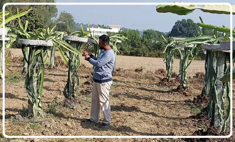 मुश्ताक ने अंब के आदर्श नगर में ड्रैगन फ्रूट (Dragon Fruit farming) के पौधे उगाकर इस वर्ष डेढ़ क्विंटल से अधिक पैदावार ली है। इससे उन्हें काफी लाभ मिला है।